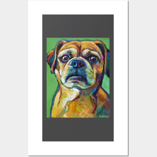 Cute Puggle--Part Pug Part Beagle Posters and Art